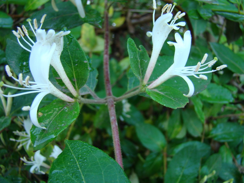 Lonicera japonica Thunb.
